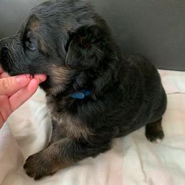 "Blue boy" German Shepherd Puppies from R.J German Shepherds