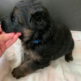 "Blue boy" German Shepherd Puppies from R.J German Shepherds