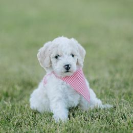 Goldendoodle and Sheepadoodle Puppies from Sunnyfarm Doodles