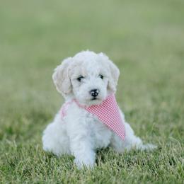 Goldendoodle and Sheepadoodle Puppies from Sunnyfarm Doodles