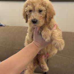 Taylor - Gold female Labradoodle puppy in Waco, Texas from River Run Labradoodles
