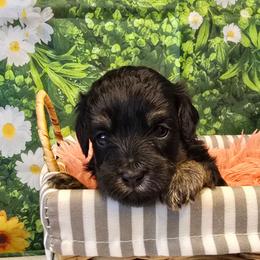 Venus - Black tri-color female Aussiedoodle puppy in Prescott Valley, Arizona from Ramirez Family Doodles