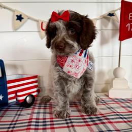 Aphrodite (light pink) - Brown and white female Bernedoodle puppy in West Haven, Utah from Harper Haven Cavapoos & Doodles