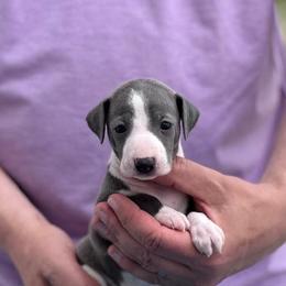 Boy 1 - Blue male Italian Greyhound puppy in Sugar Valley, Georgia from Pinnacle Farm and Kennel