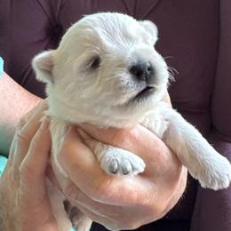 Cat Mint - White female West Highland White Terrier puppy in Roper, North Carolina from SoundHaven Westies
