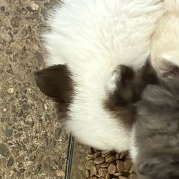 Nala - Black and white female Pomsky puppy in Sacramento, California from Robinson Pomski