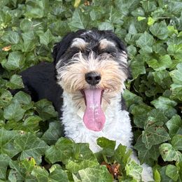 Roxy - Aussiedoodle