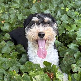 Roxy - Aussiedoodle
