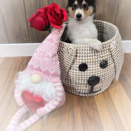 Collie Puppies from Cold Mountain Collies