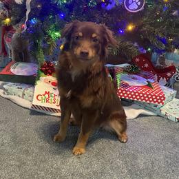 Quinn - Miniature Australian Shepherd