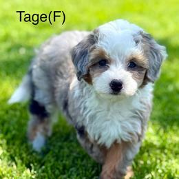 Tage - female Australian Mountain Doodle puppy in Sterling, Colorado from North 40 Doodles