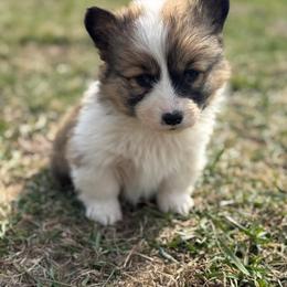 Fluffy Red and White Male - White and red male Pembroke Welsh Corgi puppy in Derby, Iowa from Newton Hay & Cattle