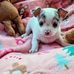 Viola - Merle female Chihuahua puppy in Leominster, Massachusetts from House of Lil  Paw