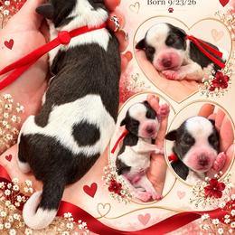 Winston - Parti male Miniature Schnauzer puppy in Magalia, California from NorCal Schnauzers