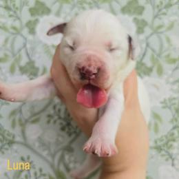 Luna - LUA liver long coat - White and liver brown female Dalmatian puppy in Jefferson, Georgia from Spotted Jewels Dalmatians