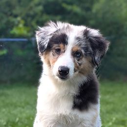 Australian Shepherd Puppies from Cheryl Gamber