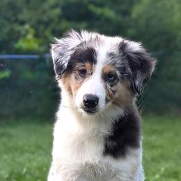 Australian Shepherd Puppies from Cheryl Gamber