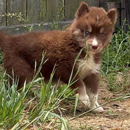 Dakota - Red and white male Siberian Husky puppy in Warrenville, South Carolina from StormVale Siberian Huskies