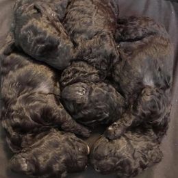Poodle Puppies from Laminin Poodles