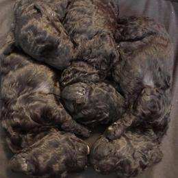 Poodle Puppies from Laminin Poodles