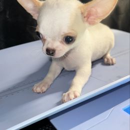 Yeti - Cream and white male Chihuahua puppy in Palmyra, Indiana from Country Star Chihuahuas