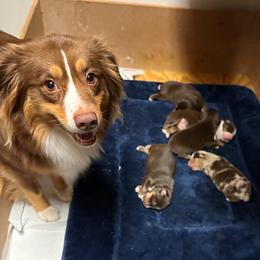 Miniature Australian Shepherd puppies from Moss Hill Aussies