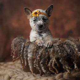 Australian Cattle Dog and Collie Puppies from Blackberry Hills