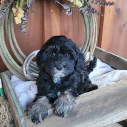 Female 2 - Black female Australian Labradoodle puppy in Aumsville, Oregon from Country Morning Labradoodles