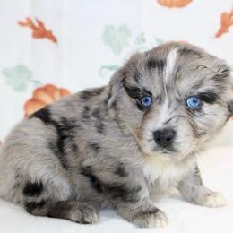 Linus - Blue merle male Miniature Australian Shepherd puppy in Bauxite, Arkansas from J & B Mini Aussies