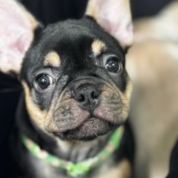 Jager - Black and tan male French Bulldog puppy in Richmond, Virginia from Faux Real Frenchies