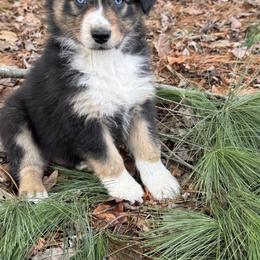 Boy 5 - Black tri-color male Australian Shepherd puppy in Tekonsha, Michigan from Cottage Farm Aussies