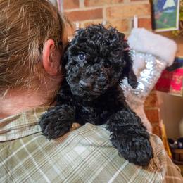 Violet - Black female Poodle puppy in Sonora, Kentucky from Little Land of Puppies