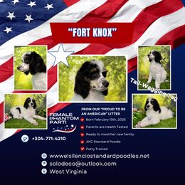 Poodle Puppies from El Silencio Standard Poodles