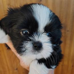 Independence - Indy - Black and white male Shih Tzu puppy in Palmyra, New York from Karen's Tzus of Palmyra-Macedon