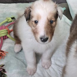 Collie Puppies from Doggy Haven Collies