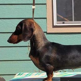 Hazel - Dachshund