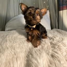 Yorkshire Terrier Puppies from Cutest AKC AZ Yorkies