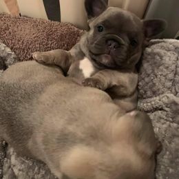 French Bulldog Puppies from LBL Frenchies