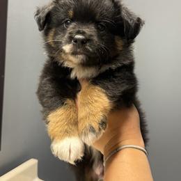 Miniature Australian Shepherd Puppies from Peace Creek Aussies