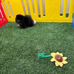 Penelope - Black female Pomeranian puppy in Tucson, Arizona from Pomutopia