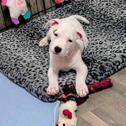 Ahsoka - White female American Staffordshire Terrier puppy in Weston, Ohio from Natasha's AmStaffs