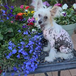 Felix - White and chocolate male Chinese Crested puppy in Amarillo, Texas from Victoria's Chinese Cresteds Long Star Angels