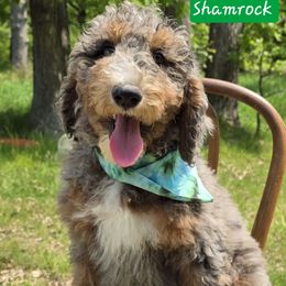 Shamrock - Blue merle male Bernedoodle puppy in Neillsville, Wisconsin from Granton Creek