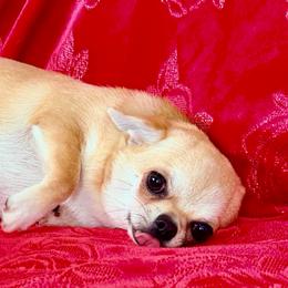 Margarita - Fawn female Chihuahua puppy in Allentown, Pennsylvania from Tsunami Cockers & Chihuahuas
