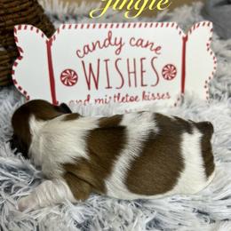 Jingle - Red and white male Shih Tzu puppy in Vernon, New Jersey from Calta’s Cute Shih Tzu