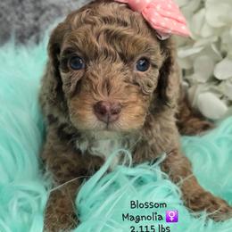 Magnolia - Merle female Goldendoodle puppy in Rockledge, Florida from Stormie's Doodles