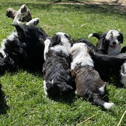 Aussiedoodle and Australian Shepherd Puppies from Sunrise Mountain Aussies