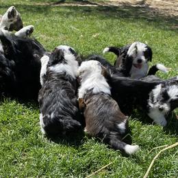 Aussiedoodle and Australian Shepherd Puppies from Sunrise Mountain Aussies