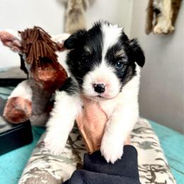 WRANGLER - Black and white male American Corgi puppy in Bayard, Nebraska from Puppies by Alies
