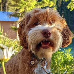 Tillie - Australian Labradoodle
